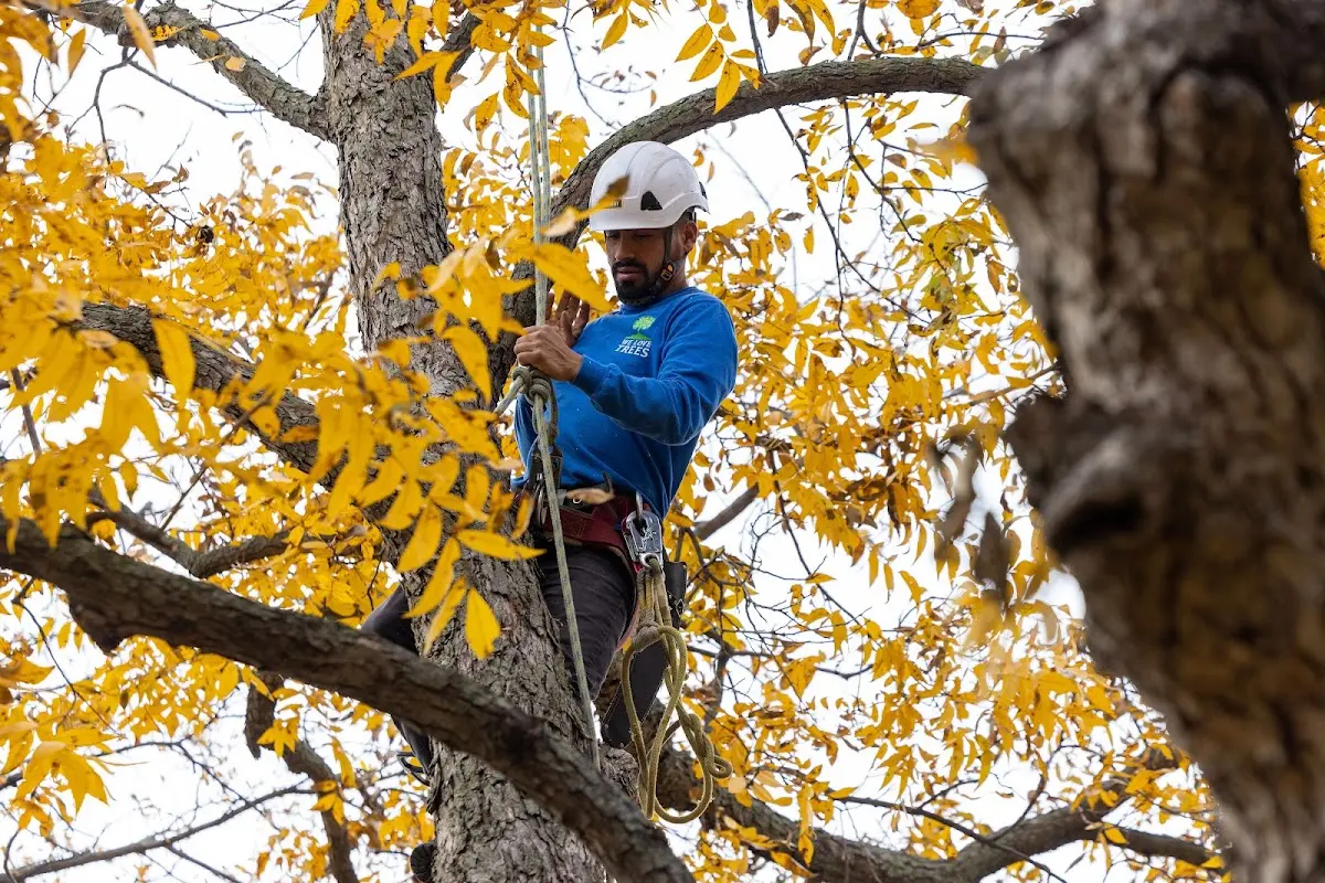 Skilled Tree Planing crew working in Strasburg